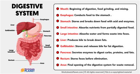 Parts Of Digestive System And Its Functions