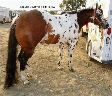 Bay Leopard Appaloosa with extreme Mismarks | Appaloosa, Pretty horses ...