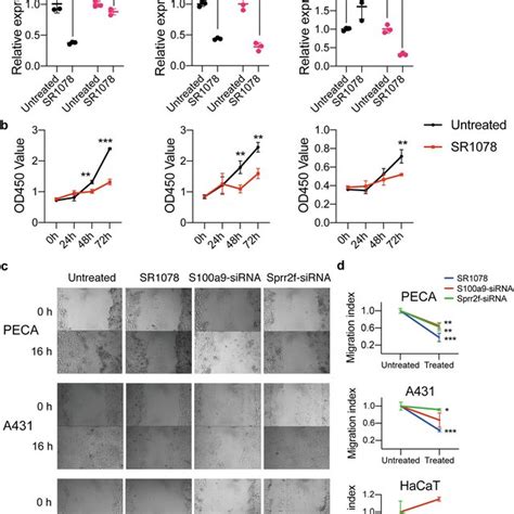 Progression Of Mouse And Human Cscc Cell Lines Were Inhibited By Ror