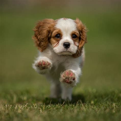 #1 | Cavalier King Charles Puppies For Sale In New York