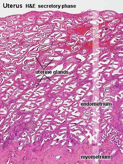 File Uterus Secretory Phase Embryology