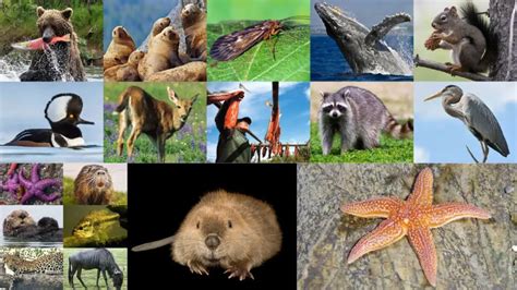 Keystone Species Types Characteristics Their Role In Ecosystem