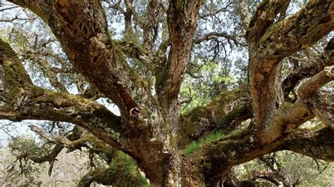 La Quercia Monumentale Passeggiata Wild Al Bosco Della Ficuzza