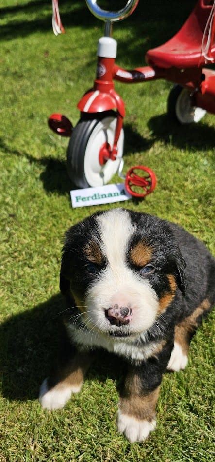 Bernise Mountain Dog Puppies | PetClassifieds.com