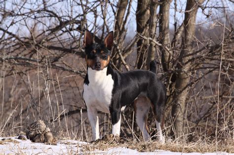 Seegmiller Standard Rat Terriers