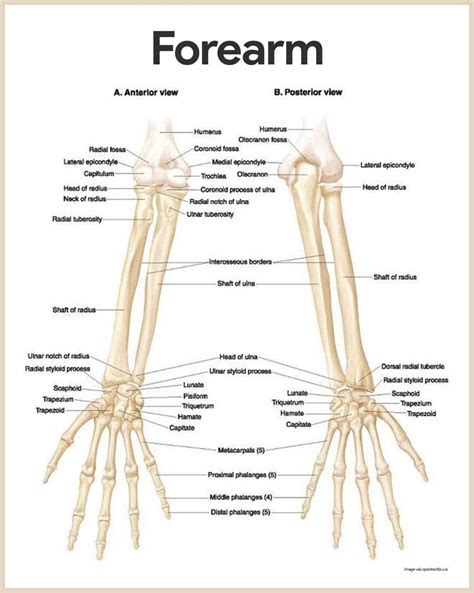 Medial Bone Of Forearm / Forearm Anatomy : | Clipart Marybeth