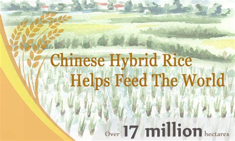 Chinese Hybrid Rice Helps Feed The World Global Times