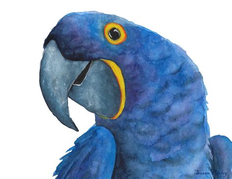 Hyacinth Macaw Painting Digital Download Bird Print Etsy