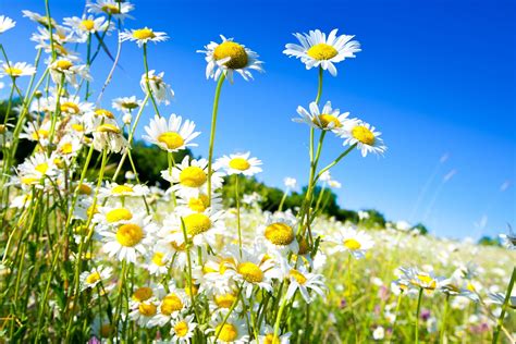 Download Depth Of Field White Flower Flower Summer Nature Daisy 4k