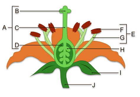 Parts of a Flower Diagram | Quizlet