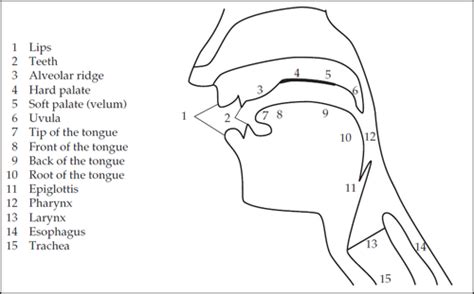 Articulatory Systems Respiration Phonation And Articulation