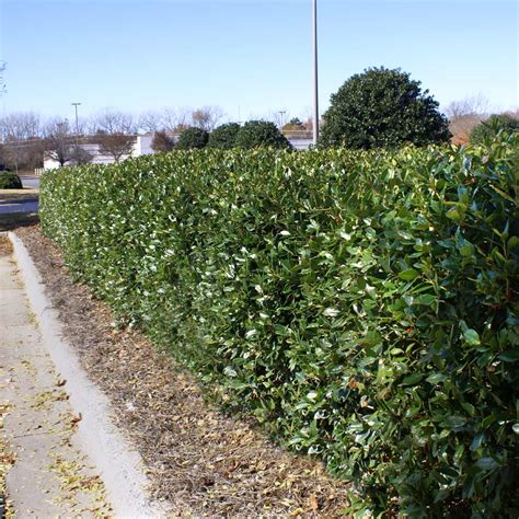 Dwarf Burford Holly Shrub Ilex Cornuta Burfordii Nana For Sale