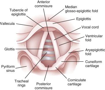 Anterior Commissure Larynx