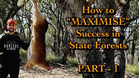 How To Hunt State Forests Part Ii Fallow Deer Hunting Ii Nsw State