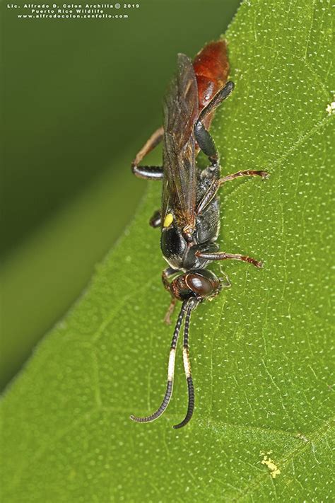 Minnesota Seasons Ichneumonid Wasps Melanichneumon Spp