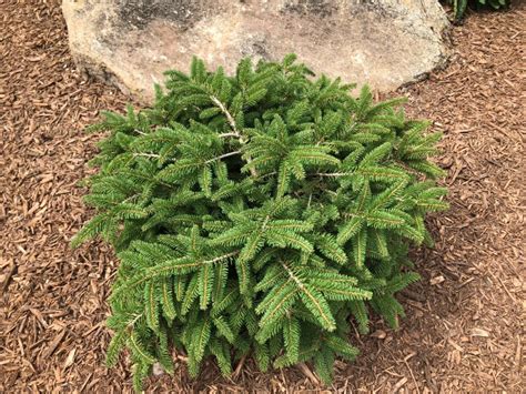 Buy Birds Nest Spruce Shrubs Online Stadler Nurseries