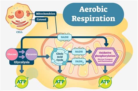 Cellular Respiration Meaning In Biology