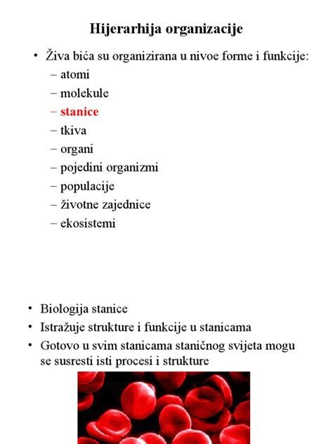 Biologija Staniceppt Pdf