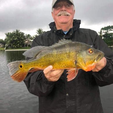 The Best Peacock Bass Fishing Guides In Florida