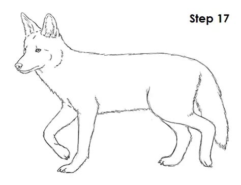 How To Draw A Coyote Video And Step By Step Pictures