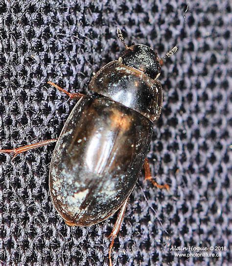 Berosus Enochrus Bugguidenet