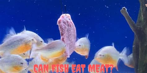 Meat Eating Fish