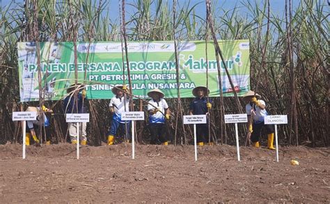 Program Makmur Di Mojokerto Hasilkan Panen Tebu Ribu Ton