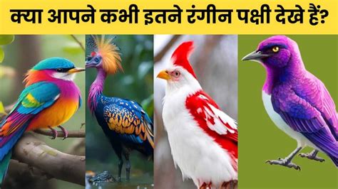 Facts About Sarus Crane In Hindi सारस पक्षी के बारे में चोंकाने वाले