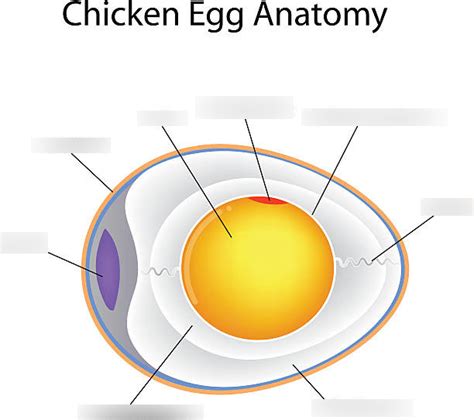 Egg Anatomy Diagram | Quizlet