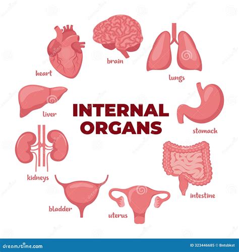 Internal Organs Set. Heart, Brain, Lungs, Liver, Stomach, Intestines