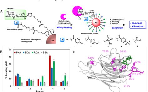 A Scheme For Affinity Labeling Of Carbohydrate Binding Proteins Using