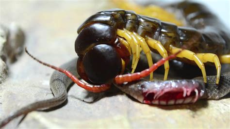 Giant Centipede Eats Snake Hd Youtube