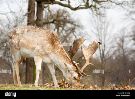 Fallow Deer At Dunham Massey Stock Photo Alamy