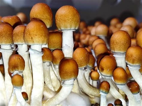 Inca Stargazer P Cubensis Mushroom 5g Pack