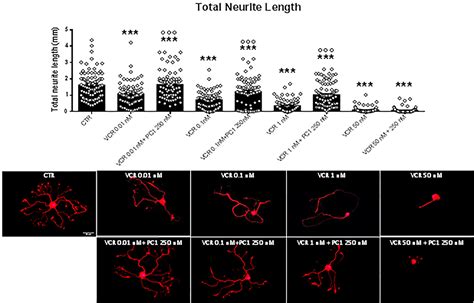 Frontiers Prokineticin Receptor Inhibition With Pc Protects Mouse