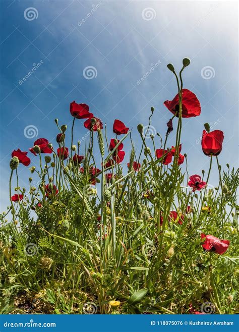 The Southern Wind Begins - Khamsin Stock Photo - Image of warm, flowers ...