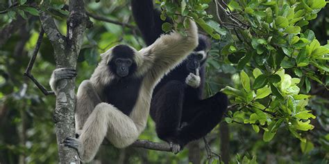 International Gibbon Day 2019 - Wildlife Alliance