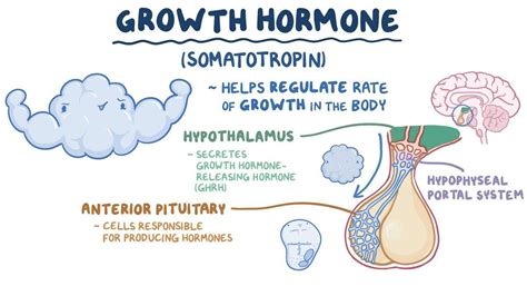 Growth hormone and somatostatin - Osmosis