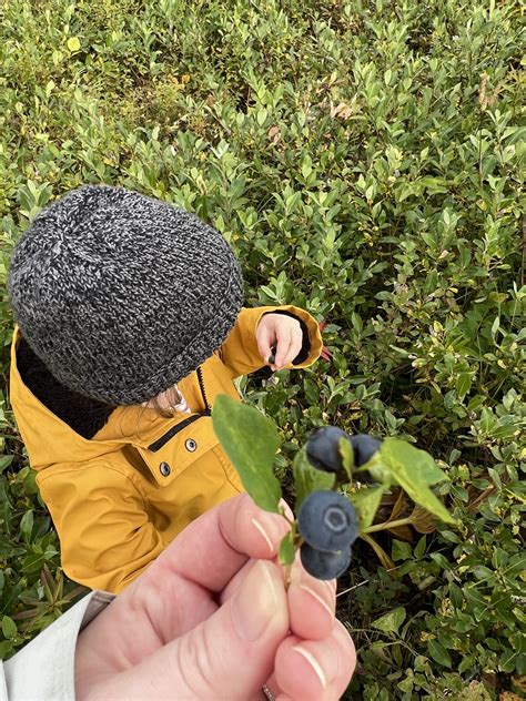 Hatcher Pass In Alaska Blueberry Picking In The Fall The Itinerant