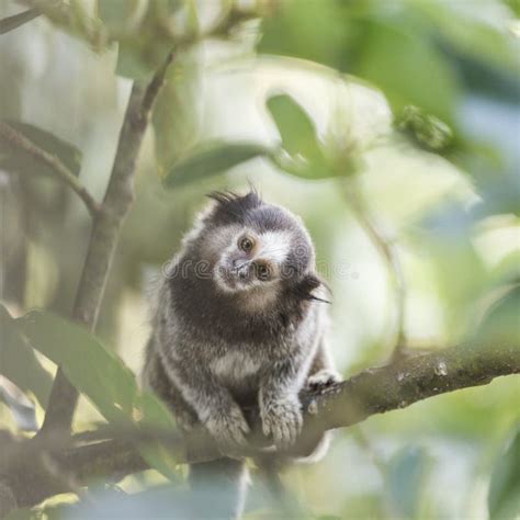 Macaco Do Sagui Foto De Stock Imagem De Olhar Cara 70381650