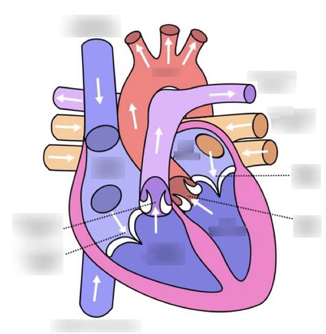 Cardio #1 Diagram | Quizlet