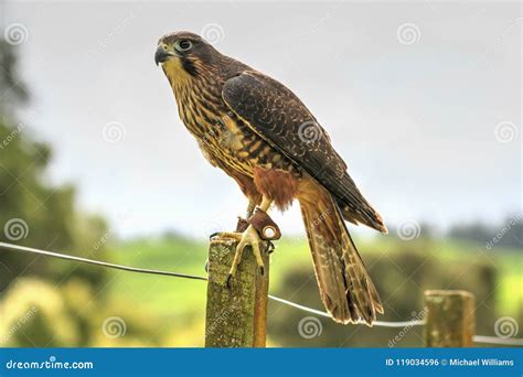 Falcon Images: Native Falcon Of New Zealand