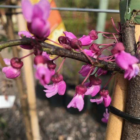 Covey Redbud Lavender Twist A Small And Ornamental Weeping Tree