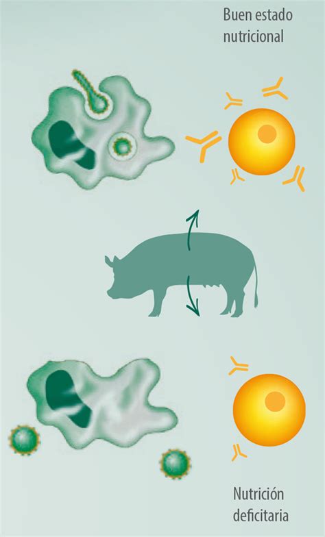Nutrici N Y Respuesta Inmune En Cerdos Parte I Macronutrientes
