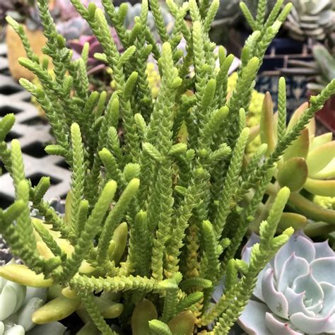 Crassula Muscosa Watch Chain Buy Annuals Online