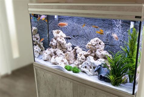 Make The Aquarium Clean With These 5 Steps Aquarium Fish India