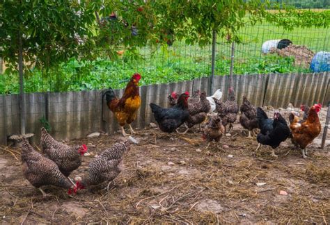 The Complete Guide To Keeping Permaculture Chickens Grocycle