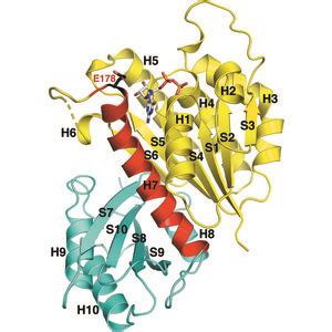 Iucr High Resolution Crystal Structures Of Escherichia Coli Ftsz