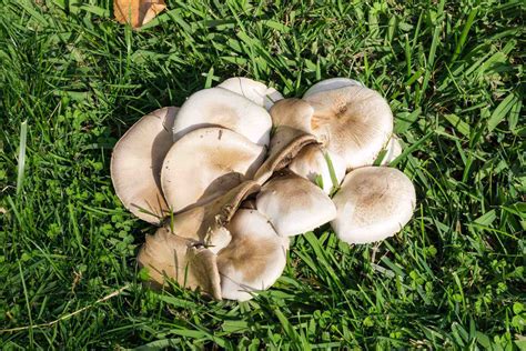 What Kills Mushrooms On Lawns Storables