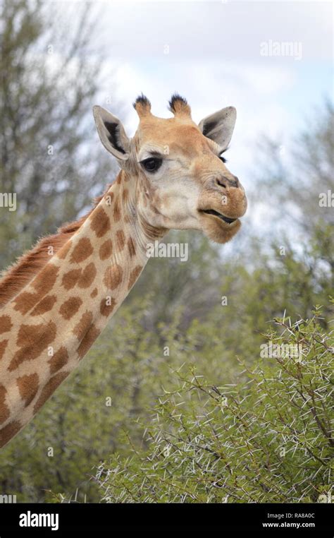 Giraffe head close-up Stock Photo - Alamy